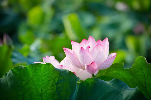 欧博abg - 官方网站登录入口